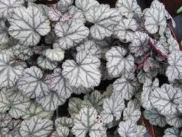 Purperklokje (Heuchera 'Jade Gloss')