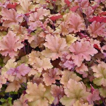 Purperklokje (Heuchera 'Marmelade')