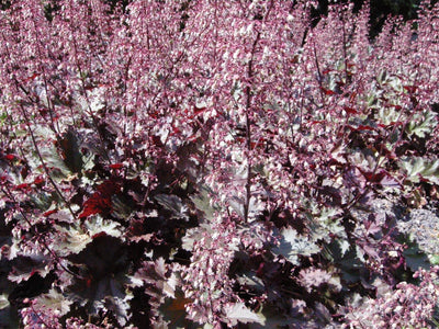 Purperklokje (Heuchera micrantha 'Palace Purple')