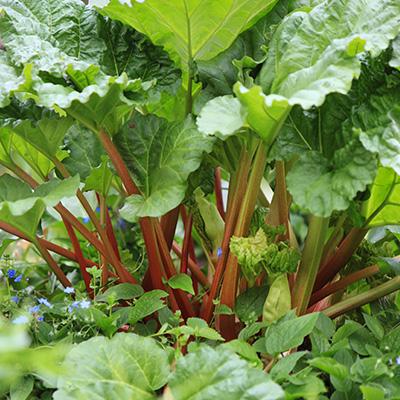 Rabarber (Rheum rhabarbarum) - Tuinplanten