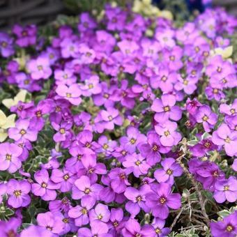 Randjesbloem (Aubrieta 'Argenteovariegata') - Tuinplanten