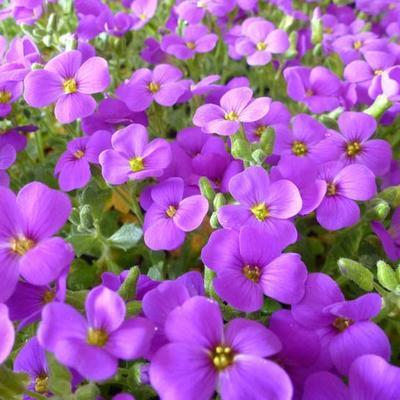 Randjesbloem (Aubrieta 'Cascade Purple')