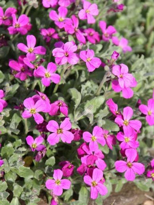 Randjes bloem (Aubrieta 'Cascade Red')