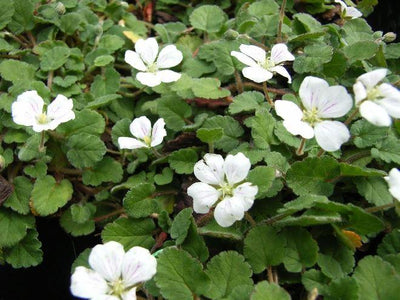 Reigersbek (Erodium reichardii 'Album')