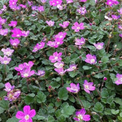 Reigersbek (Erodium reichardii 'Bischop's Form')