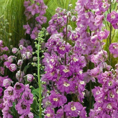 Ridderspoor (Delphinium (P) 'Astolat')