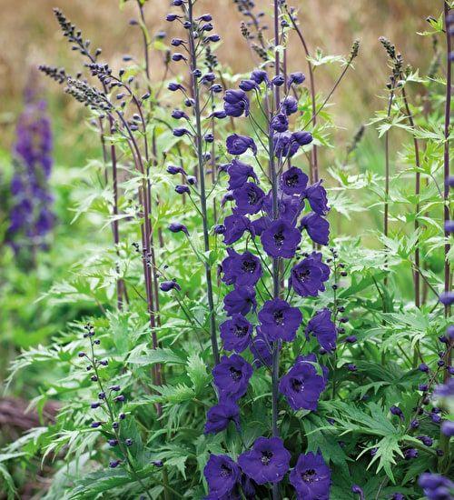 Delphinium clearance black knight