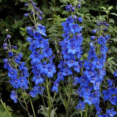 Ridderspoor (Delphinium (P) 'Blue Bird')