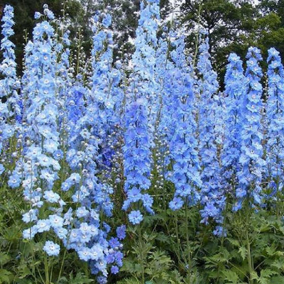 Ridderspoor (Delphinium (P) 'Summer Skies')