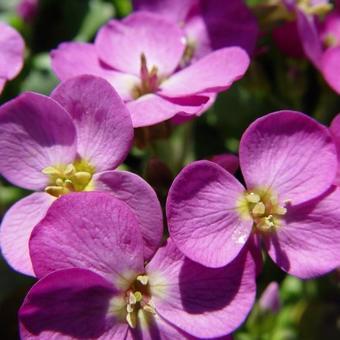 Rijstebrij (Arabis caucasica 'Pinkie')