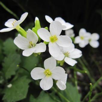 Rijstebrij (Arabis caucasica 'Snowcap')