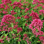 Rode valeriaan (Centranthus ruber 'Coccineus')