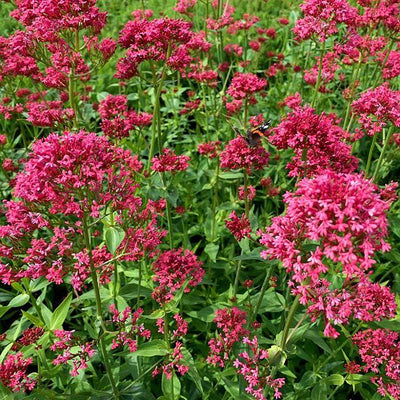 Rode valeriaan (Centranthus ruber 'Coccineus')