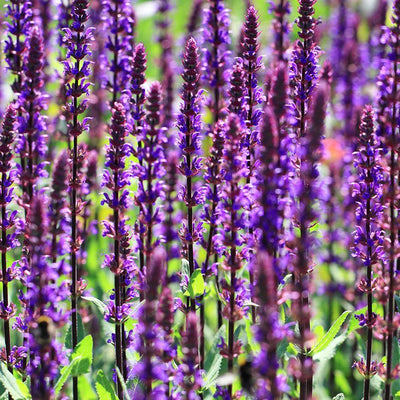 Salie (Salvia nemorosa Caradonna)