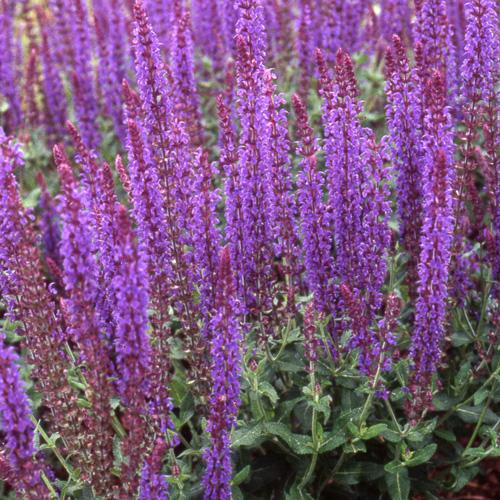 Salie (Salvia nemorosa 'Blaukönigin') - Tuinplanten