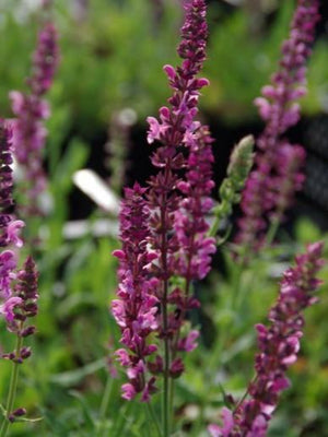 Salie (Salvia nemorosa 'Rose Queen')