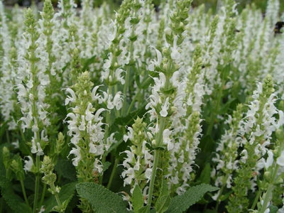 Salie (Salvia nemorosa 'Schneehügel')