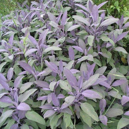 Salie (Salvia officinalis) - Tuinplanten