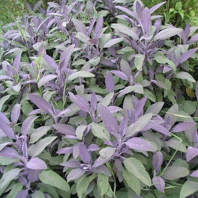 Salie (Salvia officinalis)