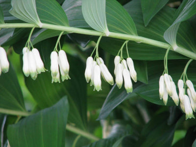 Salomonszegel (Polygonatum multiflorum)