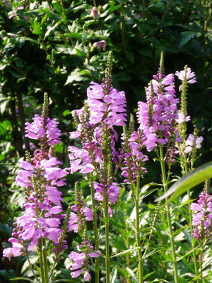 Scharnierplant (Physostegia virginiana 'Bouquet Rose')