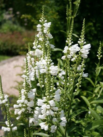 Scharnierplant (Physostegia virginiana 'Summer Snow')