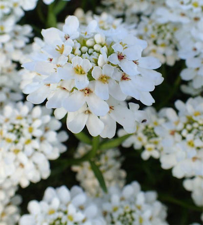 Scheefkelk (Iberis sempervirens 'Schneeflocke') - Tuinplanten
