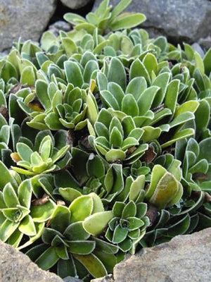 Schilderverdriet (Saxifraga cotyledon var. Pyramidalis)