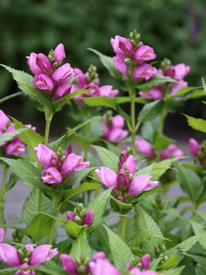 Schildpadbloem (Chelone obliqua)