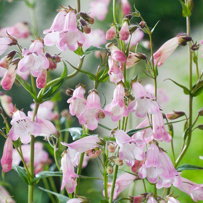 Schildpadbloem (Penstemon 'Apple Blossom')