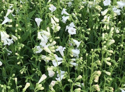 Schildpadbloem (Penstemon 'White Bedder')