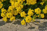 Schildzaad (Alyssum montanum 'Berggold')