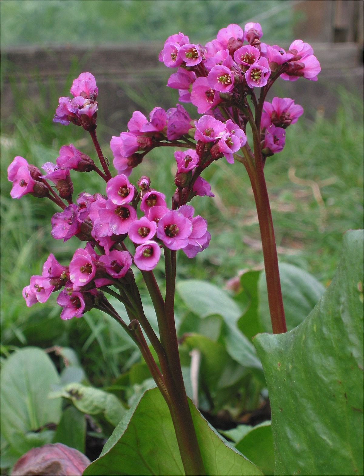 Schoenlappersplant (Bergenia cordifolia 'Purpurea') - Tuinplanten