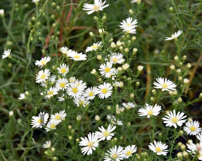 Herfstaster (Aster 'Monte Cassino')