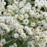 Siberische edelweiss (Anaphalis triplinervis)