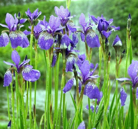 Siberische lis (Iris sibirica 'Blue King')