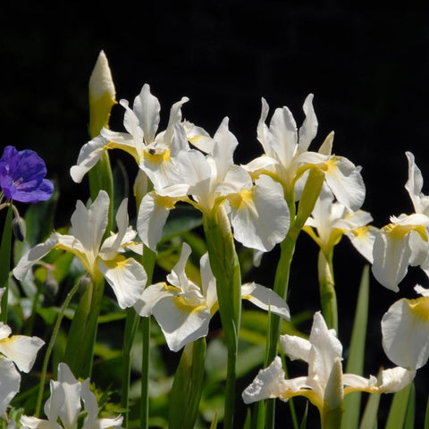 Siberische lis (Iris sibirica 'Snow Queen')