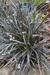 Slangebaard (Ophiopogon planiscapus 'Niger')