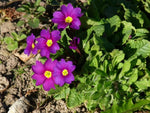Sleutelbloem (Primula (J) 'Wanda')
