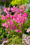 Sleutelbloem (Primula rosea 'Grandiflora')