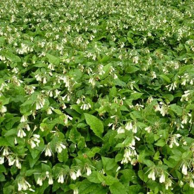 Smeerwortel (Symphytum grandiflorum)