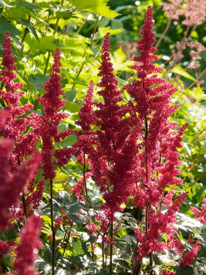 Spirea (Astilbe (A) 'Fanal')