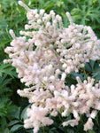 Spirea (Astilbe (J) ‘Europa’) - Tuinplanten