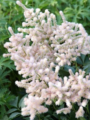 Spirea (Astilbe (J) ‘Europa’)