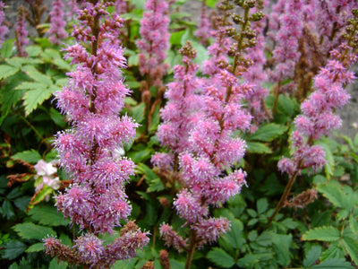 Spirea (Astilbe chinensis 'Pumila')