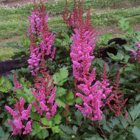 Spirea (Astilbe chinensis 'Vision Red')