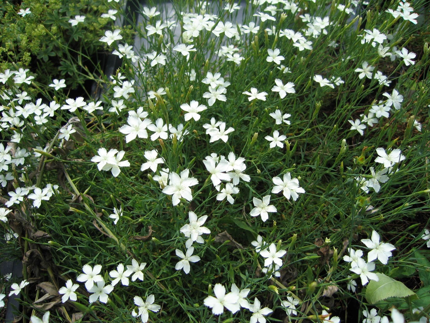 Steenanjer (Dianthus deltoides 'Albiflorus') - Tuinplanten