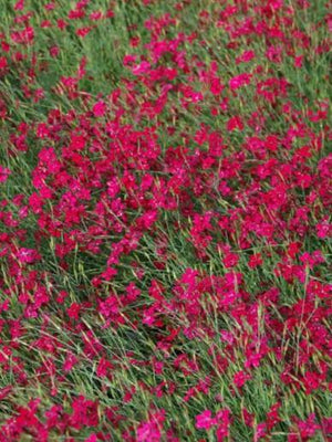 Steenanjer (Dianthus deltoides 'Brilliant')