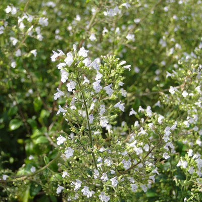 Steentijm (Calamintha nepeta ssp. Nepeta)