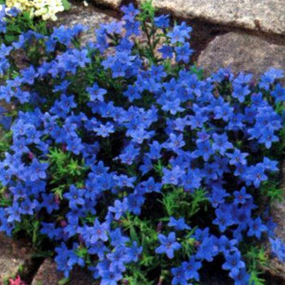 Steenzaad (Lithodora diffusa 'Heavenly Blue')